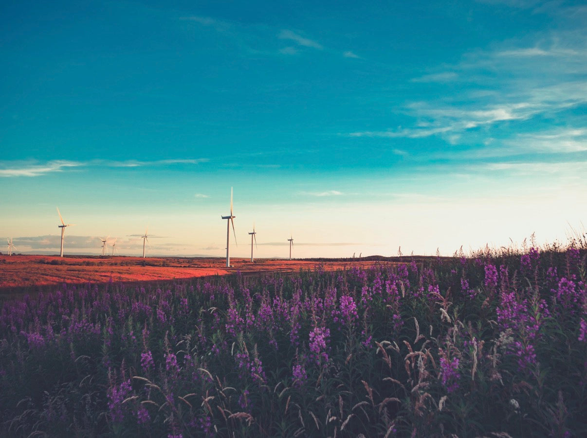 Whitelee Wind Farm
