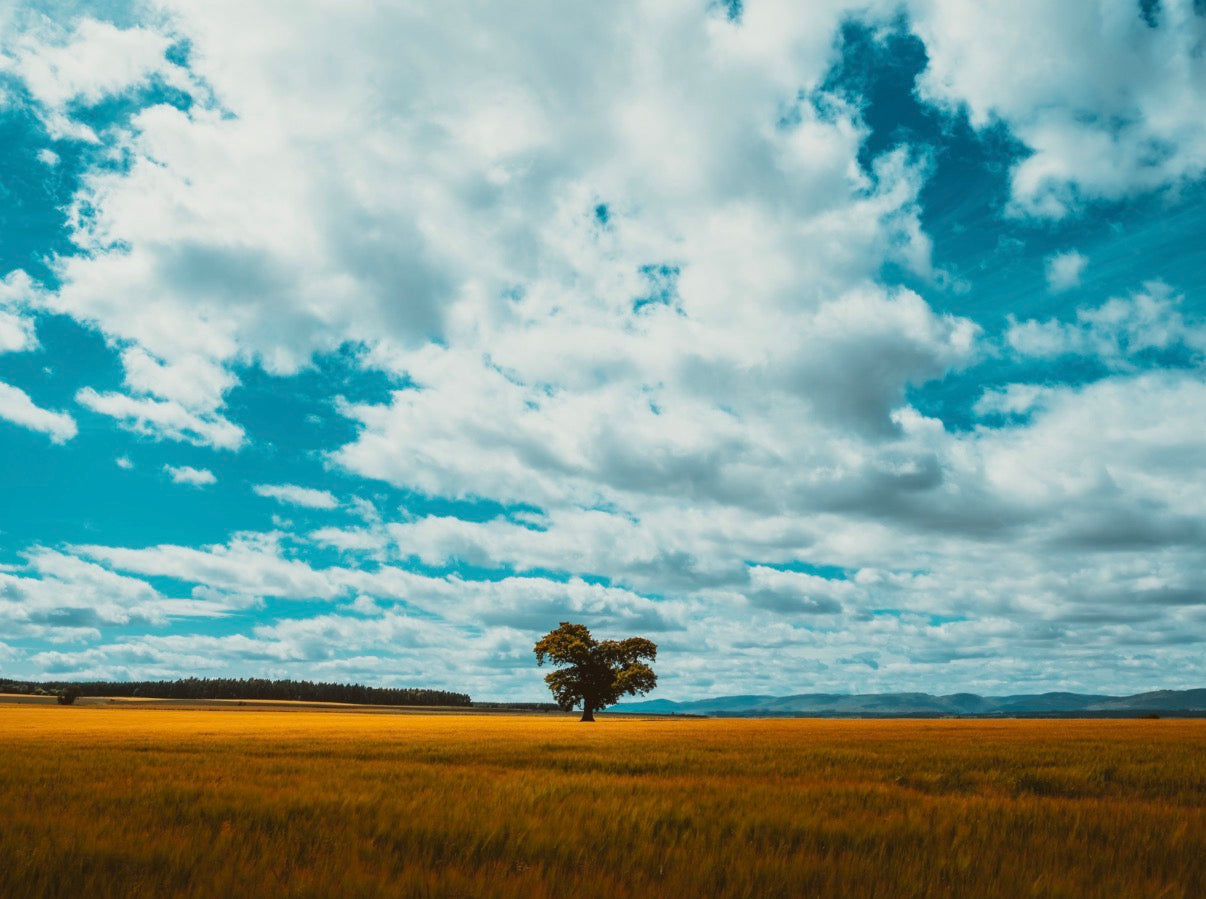 Golden Field